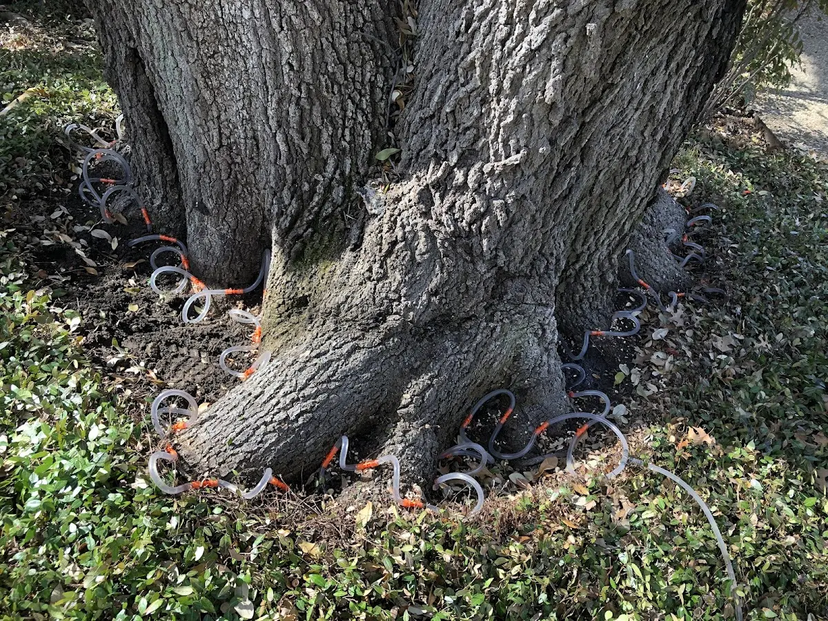 Detailed Shrub and Hedge Trimming job site in Okawville
