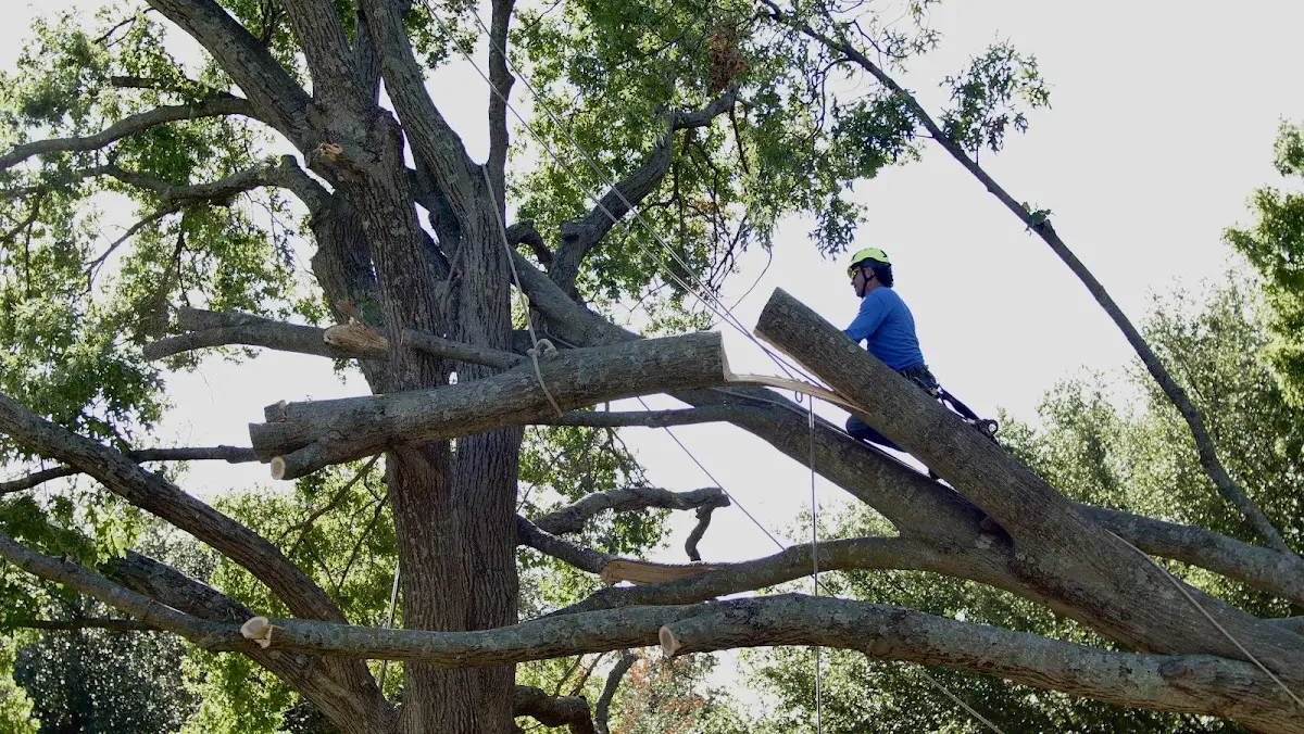 Professional Crown Thinning performed by certified arborists in Okawville